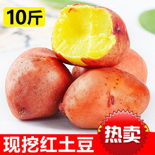云南红皮小土豆新鲜应季蔬菜10斤马铃薯农黄心5斤 5斤装【鹅蛋大】