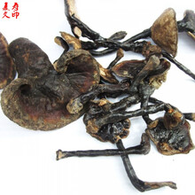 康中尊 野生灵芝野生紫灵芝灵芝紫芝野生紫芝有柄紫芝有柄紫灵芝一斤