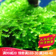 云峰海瑞 鱼缸水草前景大小三角莫丝莫斯水草珊瑚松茸水族箱造景套餐水草活体草缸造景装饰 水族 鱼缸造景 大三角10克散装（选我回家DIY）