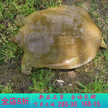 【冷藏发货】大甲鱼活体黄沙鳖生态王八水产中华鳖鳖苗鲜活团 莫尔加德 3斤外塘老鳖【精品】