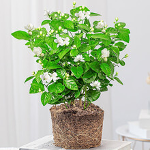 茉莉花盆栽花卉浓香植物室内客厅阳台花苗开花 原盆 【茉莉花】原土
