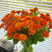 花集配 多头玫瑰 橙色芭比 橙色5支/扎 云南昆明每月鲜花速配七夕情人节礼物办公室家庭水养花束批发