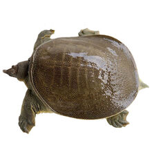 甲鱼活体团鱼生鲜水产龟王八散养 0.8-1斤 甲鱼