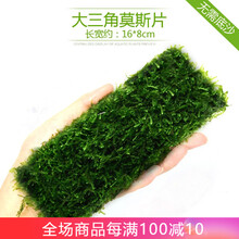 异景园鱼缸造景沉木水榕水草活体淡水植物懒人水草趴地珍珠易活易养前景草后景草绿菊种子真水草 长版莫斯片（16*8）