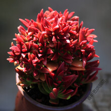 七夕情人节礼物蒂亚多肉植物大株老桩石莲花大号巨型肉含盆栽颗 红叶祭[大株群生多头10cm左右] 不含盆