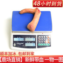 【顺丰加冰 鹿场直销】2021鲜鹿茸整枝新割鹿茸鹿茸片正宗鹿鞭泡酒鹿茸头全蜡片可搭配礼盒可切连刀片 新鲜鹿茸364g一枝 265