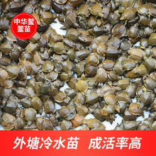 中华鳖小甲鱼苗活体水甲鱼苗王八团鱼苗生态外塘养殖甲鱼 5-10克(中苗喂养一段时间) 6只(公母随机)