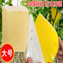 黄板双面粘虫板20张诱虫板贴纸灭小飞虫沾果蝇诱捕器果园苍蝇大棚