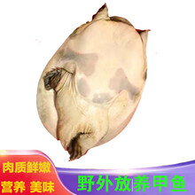 野外放养甲鱼  活体养殖  王八 正宗中华鳖 生鲜 青黄背   智维理克 4-4.3斤5年以上公甲鱼