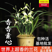 刘阁兰花苗 超香的兰花建兰七彩玲珑 现带花苞出售有香味的兰花卉阳台盆栽绿植 香香素心4苗带花:加盆土肥,说明书