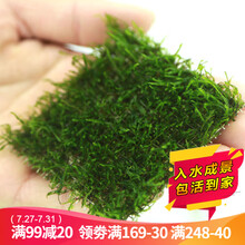 云峰海瑞 鱼缸水草前景大小三角莫丝莫斯水草珊瑚松茸水族箱造景套餐水草活体草缸造景装饰 水族 鱼缸造景 火焰8*8网片定植2片装