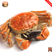 河蟹现货沱湖大闸蟹现货公母蟹新鲜河蟹单只3两公蟹6只装