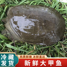 【冷藏发货】鲜活甲鱼 包活送达 公甲鱼活体王八中华老鳖 米金船卡 外塘5斤公甲鱼(3-5斤)