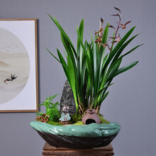 自然空间（ZRKONJN）兰花盆景室内客厅办公阳台高雅植物艺术组合绿植盆景（企黑凌云+沉思和尚）