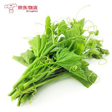 南瓜尖新鲜南瓜藤 农家自种南瓜头 特色蔬菜南瓜杆 1500g