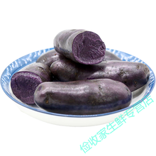 新鲜现挖黑土豆农家自产马铃薯黑洋芋黑金刚黑美人 黑土豆5斤种子装