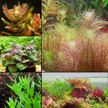 [店铺推荐]鱼缸造景懒人水草活体淡水植物水族箱中后景有茎水草绿菊套餐 收藏店铺优先发货