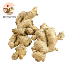 生姜  老姜  新鲜蔬菜  小黄姜生姜 100g装