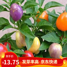 凤鸣雅世  朝天椒种子簇生春季蔬菜种子超辣辣椒 四季种植食用高产指籽种孑高产辣椒种籽四季盆栽菜种植 喝彩椒种子100粒/袋