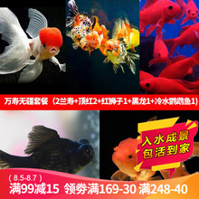 云峰海瑞 观赏金鱼 冷水鱼 观赏鱼金鱼 活体锦鲤鱼活体鱼 淡水鱼 万寿无疆套餐（兰寿2顶红2红狮1黑龙1冷水鹦鹉1）
