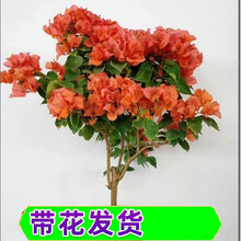 【带花 顺丰发货】重瓣三角梅盆栽树苗爬藤老桩带花苞发货室内外观花植物绿植花卉盆景 绿叶橙【带花发货】 福建基地【含育苗盆土】