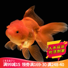 云峰海瑞 观赏金鱼 冷水鱼 观赏鱼金鱼 活体锦鲤鱼活体鱼 淡水鱼 狮子头7-9厘米2条（颜色随机）