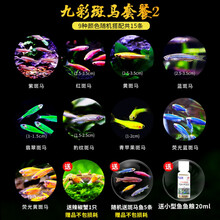小型热带鱼观赏鱼红绿灯科鱼群游红蓝荧光斑马鱼冷水鱼练手活体鱼 桔红色 九彩套装2-10送5