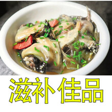 公雄大甲鱼鲜活活体食用团鱼海鲜鲜活王八中华鳖营养老鳖 诺斯食美 【公甲鱼】2.2-2.5斤