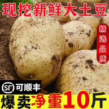 2021新大土豆新鲜10斤临洮洋芋马铃薯农家现挖蔬菜黄皮白芯 5000g