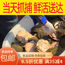 甲鱼活体鲜活食用中华鳖苗王八放养 【公甲鱼】2.5-2.7斤