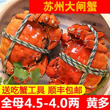 【活蟹】神行大闸蟹现货 全母蟹 大蟹 鲜活螃蟹 六月黄大闸蟹现货鲜活香辣蟹河蟹 生鲜水产礼盒装 全母蟹2.0-2.3两 12只装