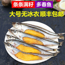 【顺丰速运】多春鱼满籽鲜活冷冻鱼类多春鱼带籽海鲜烧烤煎带籽鱼 米金船卡 二斤装
