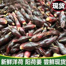 新鲜阳荷姜 时令山野菜洋荷姜 阳霍笋 5斤