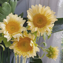 花集配 奶油向日葵 每周水养鲜切花稀缺大花头泰迪太阳花七夕情人节教师节送女朋友家人老师礼物毕业小花束 奶油向日葵 3支/扎