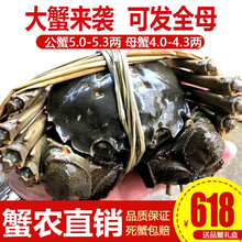 【活蟹】阳澄小斌大闸蟹 现货鲜活特大螃蟹 实物公蟹可全母蟹活蟹 海鲜水产生鲜礼盒装 公蟹5.0-5.3两母蟹4.0-4.3两 4对八只