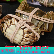 【活鲜】鲜活六月黄大闸蟹现货冷链3.6-0.9两苏州产地直发活蟹 莫尔加德 六月黄(3.1-3.6两)10只