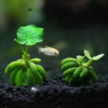 花小鱼 Freelybeauty 水草用品 京东