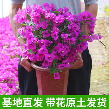 【带花 顺丰发货】重瓣三角梅 带花发货 花卉盆栽绿植盆景老桩爬藤植物 【特别推荐】 安格斯大苗(带花原盆土发货) 大苗【育苗盆原土】