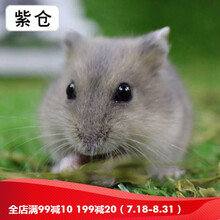 豆乐奇 仓鼠活物已打疫苗小型豚鼠活体鼠金丝熊宝宝幼崽 紫仓 母