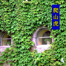 蝶沾花 多年生耐寒爬藤植物花种子爬山虎种籽爬墙花卉种子地锦四季室外绿化花籽攀援观叶植物草花爬墙虎种籽 爬山虎 种子 30粒