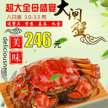 【活蟹】阳澄凯馨大闸蟹 现货鲜活特大螃蟹 活蟹超大全母蟹活体 海鲜水产生鲜礼盒 全母蟹套餐3.0-3.3两   八只礼盒装
