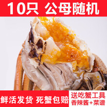 【活鲜】全母大闸蟹鲜活螃蟹活体特大现货礼盒装 塞红康尔 (公母3.3-2.8两)10只