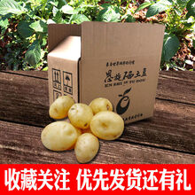 现挖恩施富硒小土豆新鲜迷你黄心农家自种洋芋马铃薯应季蔬菜批发 【精品】比鹅蛋大及以上 高山小土豆5斤装