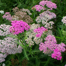 蓍草种子花种子耐寒花种籽子多年生西洋蓍草花籽庭院室外花卉种孑 蓍草种子1000粒