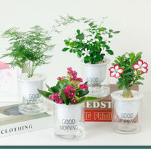 长寿花发财树花卉盆栽文竹水培植物盆栽花卉室内盆景绿植吊兰海棠 文竹+长寿花+九里香+沙漠玫瑰 带盆栽好发货