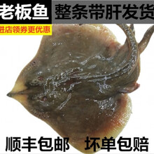 老板鱼魔鬼鱼海鱼新鲜鱼偏口鱼蝶鱼鳐鱼海鲜鱼 鲜露哒 2-3斤(一条)