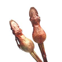 【正宗雪蛤干】整支东北长白山雪蛤油蛤蟆干林蛙干雪蛤膏雪蛤线油 足12克1支（买5送1买10送3）