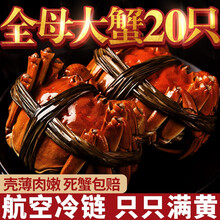 【活蟹】臻佳肴大闸蟹礼盒装 现货全母鲜活螃蟹 苏州六月黄大闸蟹超大活体生鲜 全母蟹1.2-1.6两 14只装