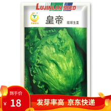 凤鸣雅世蔬菜种子射手101生菜种子球生菜种子种籽 包心叶球圆形耐热 春季秋冬季阳台四季盆栽菜种子盆栽 蔬菜种籽 皇帝生菜种子10克