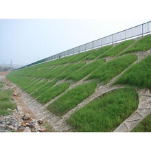 杭情 草子绿化草籽四季常青庭院护坡固土草种籽草皮草坪种子黑麦草 复绿草高羊茅包衣种子一斤